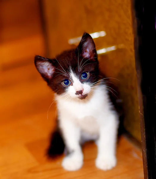 Adorable sweet little kitty on wooden floor. — Stock Photo, Image