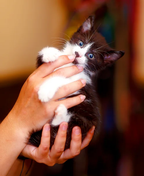 Adorabile dolce gattino nelle mani di giovane ragazza . — Foto Stock