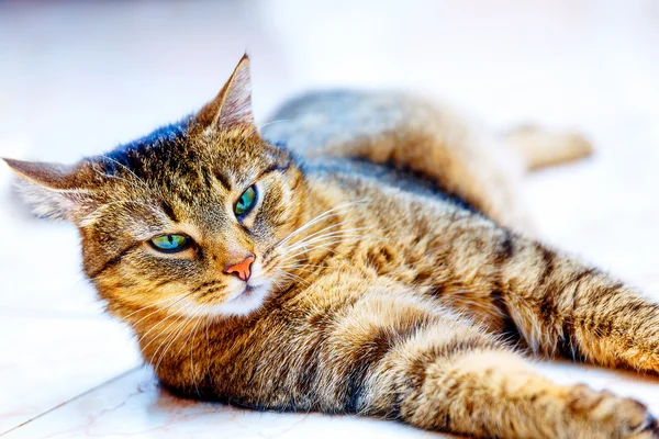 Kucing cantik ditelanjangi berbaring di lantai marmor. Kontak mata . — Stok Foto