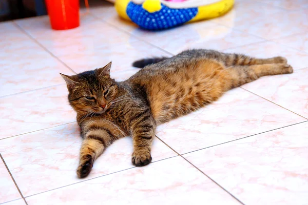 Beau chat dépouillé couché sur un plancher de marmor . — Photo