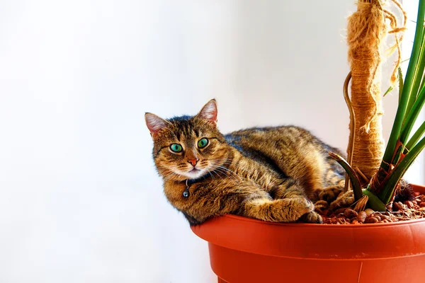 Kucing cantik dengan mata hijau beristirahat dalam panci dengan tanaman. Kontak mata . — Stok Foto
