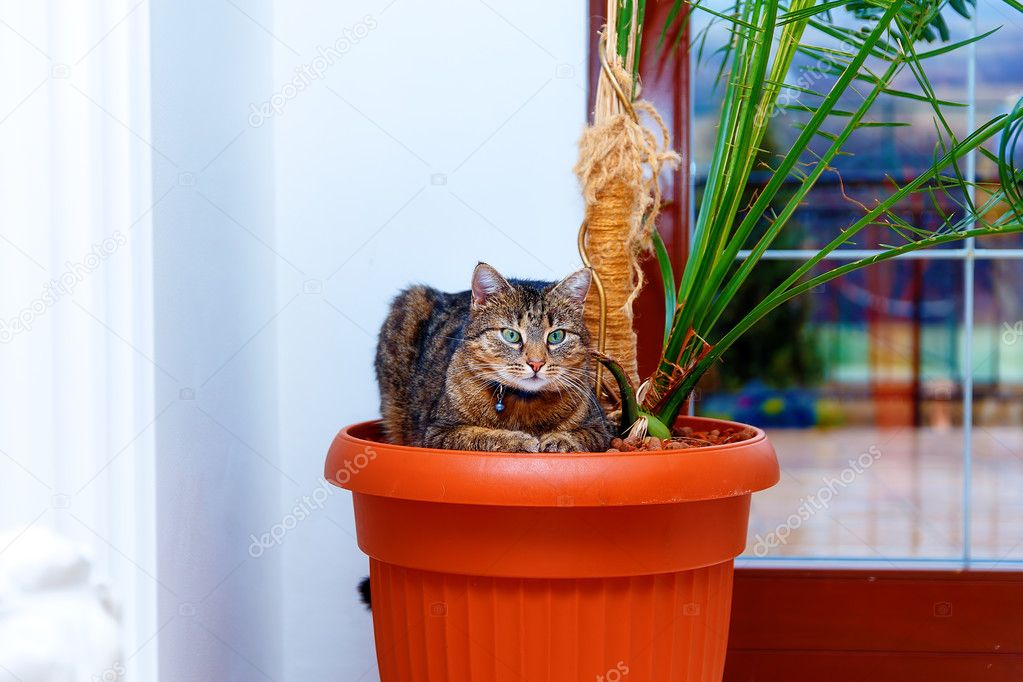 beautiful cat with green eyes resting in a pot with plants. Eye contact.