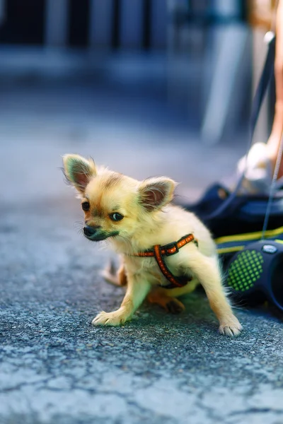 Mały uroczy adorable chihuahua szczeniak rozmytego tła. Kontakt z oczami. — Zdjęcie stockowe