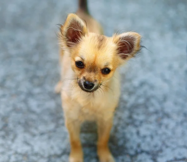 背景をぼかした写真に少しの魅力的な愛らしいチワワの子犬。眼との接触. — ストック写真