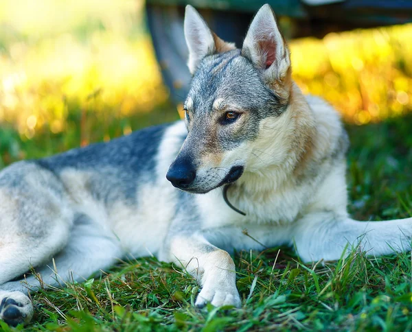 Chien loup domestiqué reposant détendu sur une prairie à l'ombre d'une caravane. Berger tchécoslovaque . — Photo