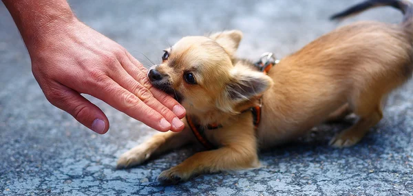 Mały uroczy adorable chihuahua szczeniak rozmytego tła. Atakowanie rękę osób. — Zdjęcie stockowe