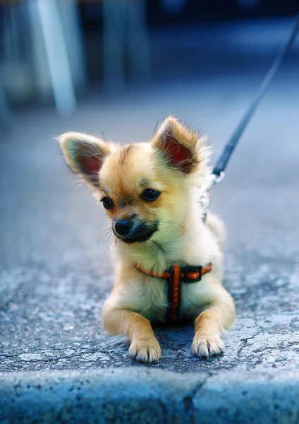 Kleine entzückende Chihuahua-Welpen auf verschwommenem Hintergrund. auf dem Boden sitzend. — Stockfoto