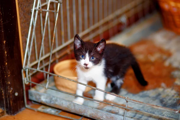 Adorabile simpatico gattino bianco e nero in una gabbia . — Foto Stock