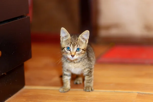 Rozkošný sladká kočička na dřevěnou podlahu. — Stock fotografie