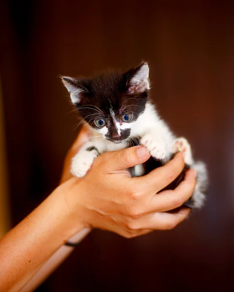 Adorável doce pouco pussycat em mãos de jovem menina . — Fotografia de Stock