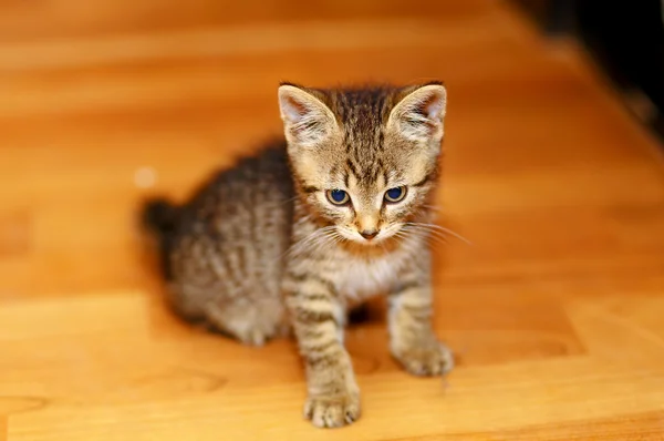 Adorable petit chaton doux sur le sol en bois . — Photo