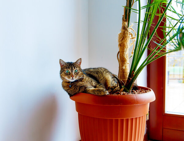 beautiful cat with green eyes resting in a pot with plants. Eye contact.