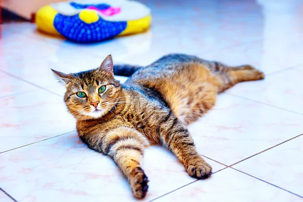 Hermoso pelado gato acostado en un marmor piso. Contacto visual . — Foto de Stock