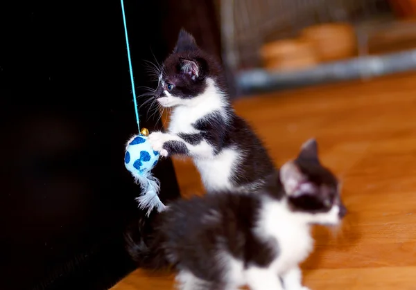 Bir oyuncak ile birlikte oynarken tatlı küçük bebek kedi yavrusu. — Stok fotoğraf