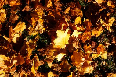 Yeşil ve turuncu sonbahar yaprakları, renk arka plan.