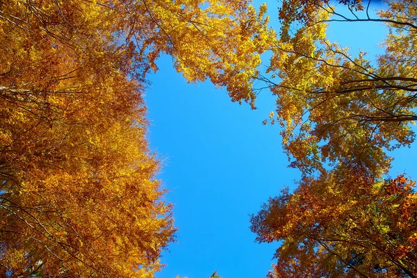 Copas de árboles dorados, con hermoso cielo azul brillante . —  Fotos de Stock
