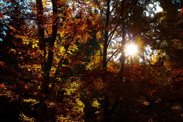 Az őszi, gyönyörű színes őszi foresr-erdő. — Stock Fotó