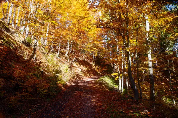 Camino del bosque en el otoño, hermoso color otoño previsión . —  Fotos de Stock