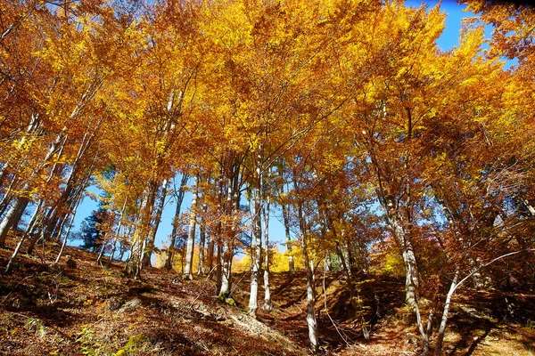 Goldene Baumkronen, mit wunderschönem strahlend blauen Himmel. — Stockfoto