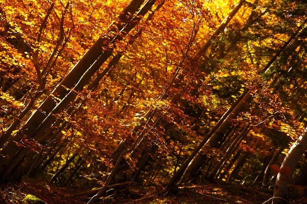 Wald im Herbst, schöne Herbstfärbung vorhersehbar. — Stockfoto