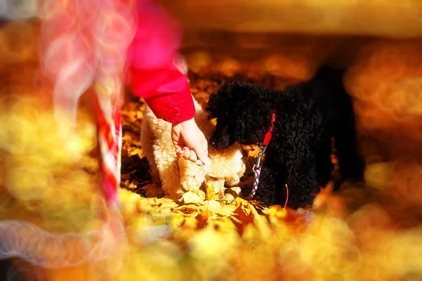 Mujer alimenta caniche en un hermoso parque de otoño y efecto borroso . —  Fotos de Stock