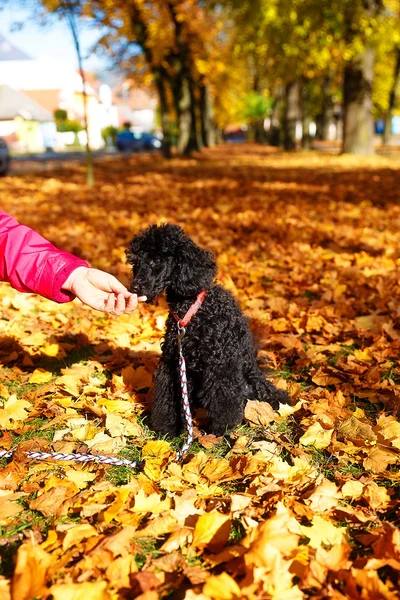 Woman feeds poodle in a beautiful autumn park. — Stock Photo, Image