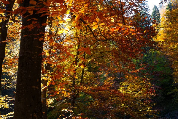 Wald im Herbst, schöne Herbstfärbung vorhersehbar. — Stockfoto