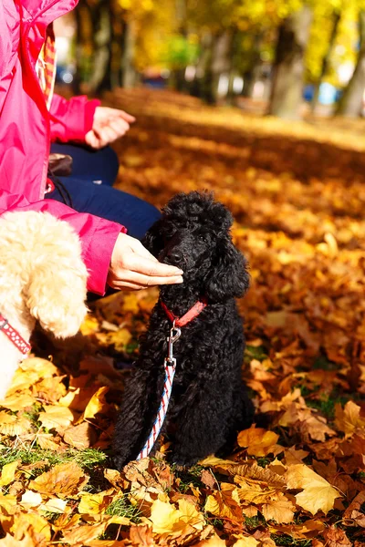 Woman feeds poodle in a beautiful autumn park. — Stock Photo, Image