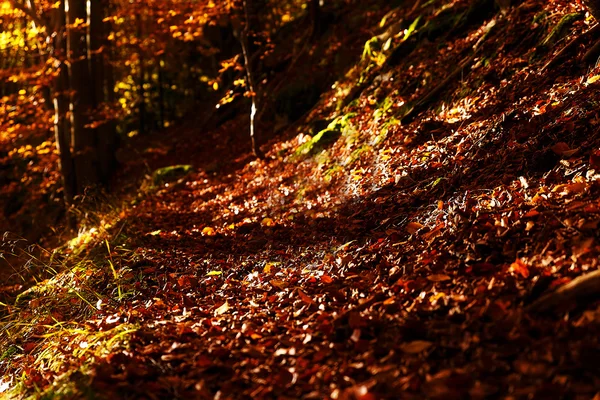 Bos weg in de herfst, mooie kleur herfst foresr. — Stockfoto