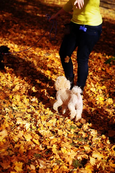 秋の公園と女性の足の白プードル。端効果をぼかし、. — ストック写真