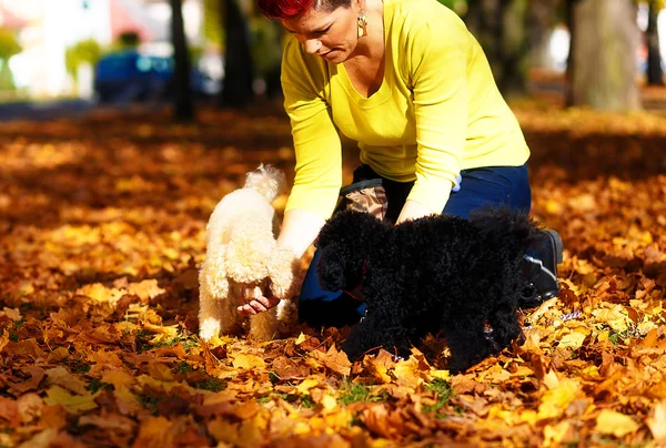 Mujer alimenta caniche en un hermoso parque de otoño . — Foto de Stock