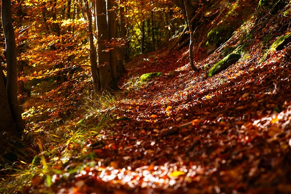 Waldstraße im Herbst, schöne Herbstfärbung vorhersehbar. — Stockfoto