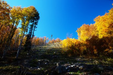 Renkli ormanlı güzel dağ sonbahar manzarası.