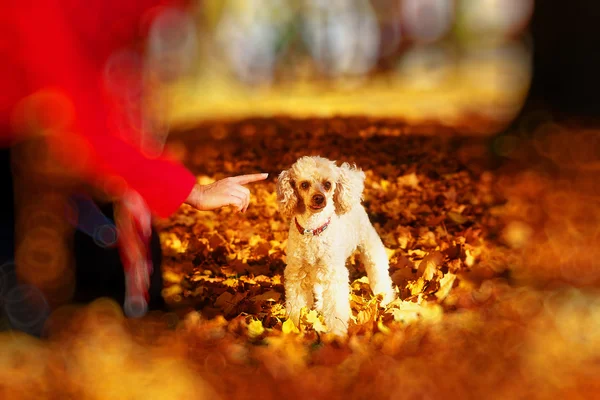 女性が美しい秋の公園とエッジのぼかし効果でプードルをさとす. — ストック写真