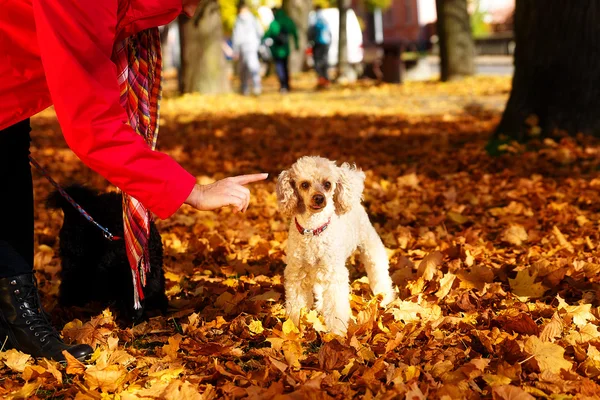 女性が美しい秋の公園でプードルをさとす. — ストック写真