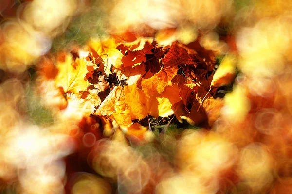 Rote und orangefarbene Herbstblätter, Farbhintergrund und Verwischungseffekt an den Rändern. — Stockfoto