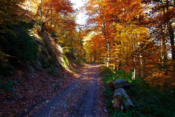 Drogi leśne w foresr jesień jesień, piękne kolory. — Zdjęcie stockowe