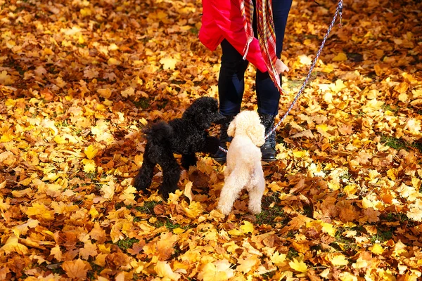 Woman feeds poodle in a beautiful autumn park. — Stock Photo, Image