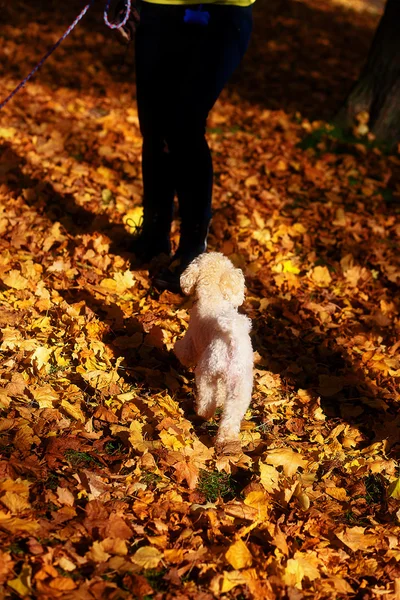 秋の公園と女性の足の白プードル. — ストック写真