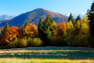 Renkli ormanlı güzel dağ sonbahar manzarası.
