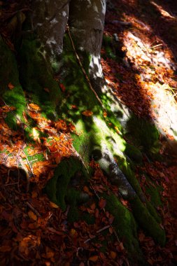 Ağaç kökleri ormanın içinde ayrıntı. Fagus sylvatica ağaç. Kalp bir ağaçtır.