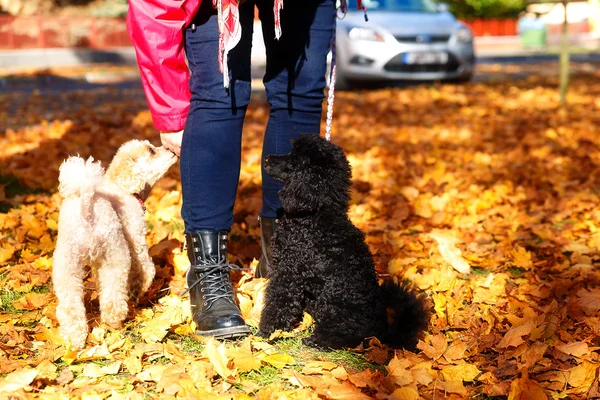 Mujer alimenta caniche en un hermoso parque de otoño . —  Fotos de Stock