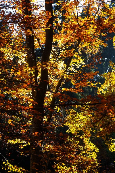 Las w foresr jesień jesień, piękne kolory. — Zdjęcie stockowe