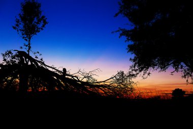 Güneş adamın karanlık siluetleri ile ağaç dalları üzerinde ayarlama güzel sahne.