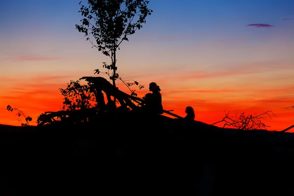 Schöne Landschaft der untergehenden Sonne mit dunklen Silhouetten von Mann und Kind, die auf Ästen sitzen. — Stockfoto