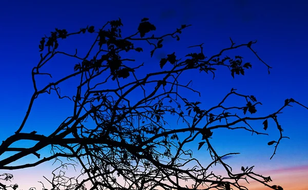 Silhueta escura de uma árvore que contrasta com o belo céu ao pôr-do-sol . — Fotografia de Stock