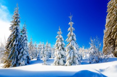 Güzel karlı dağ manzarası ve karla kaplı ağaçlar. Dağlarda güneşli güzel bir gün.
