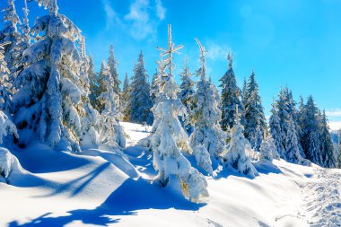 Güzel karlı dağ manzarası ve karla kaplı ağaçlar. Dağlarda güneşli güzel bir gün.