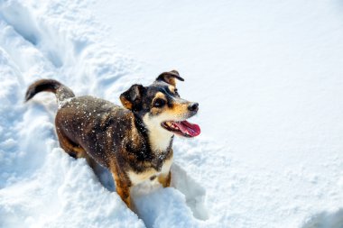 Dağ kışı manzarasında bir köpek. Profil portresi.