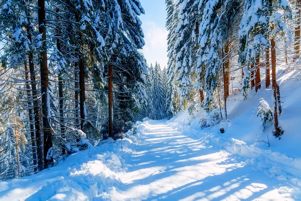 Bellissimo paesaggio innevato di montagna e alberi innevati. Bella giornata di sole in montagna. — Foto Stock